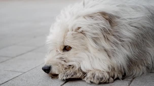 Komondor hund, ungersk herdehund på sommaren på gatan för en promenad — Stockvideo