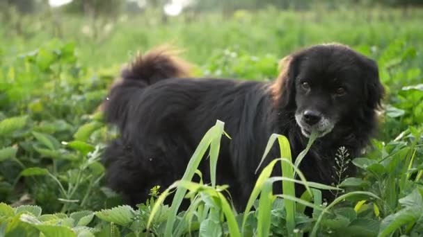 Cão engraçado comendo grama, cão na grama verde, cão escovando dentes — Vídeo de Stock
