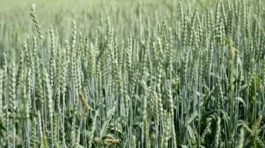 Rüzgarda esen yeşil buğday kökleri. Doğal buğday tarlası. Güzel doğa buğday tarlası