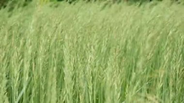 Rüzgarda esen yeşil buğday kökleri. Doğal buğday tarlası. Güzel doğa buğday tarlası