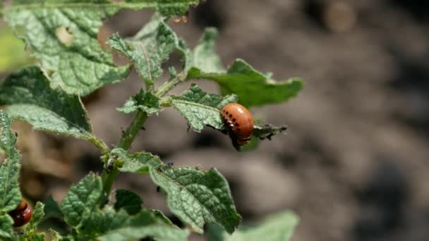 Colorado Kartoffelkäfer Leptinotarsa Decemlineata Frisst Ein Blatt Einer Kartoffelpflanze — Stockvideo