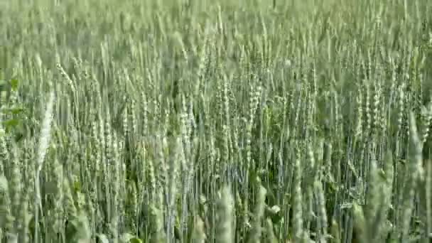 Stiele Von Grünem Weizen Wehen Wind Natürliches Weizenfeld Schöne Natur — Stockvideo