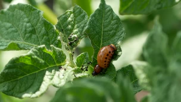 コロラドのジャガイモ甲虫レティノタルサ デセメリンラータはジャガイモ植物の葉を食べる — ストック動画