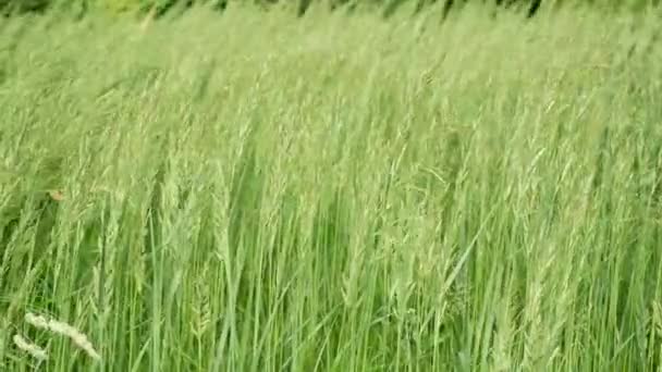 風に吹く緑の小麦の茎 天然小麦畑 美しい自然コムギ畑 — ストック動画
