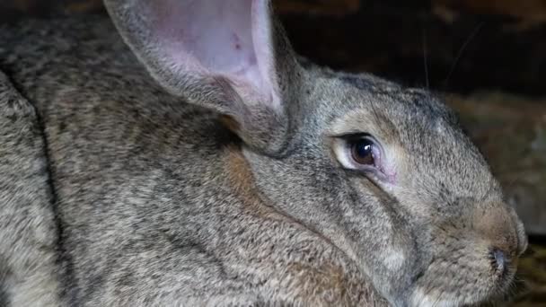 Gros Lapin Gris Pelucheux Dans Cage Lapins Reproducteurs — Video