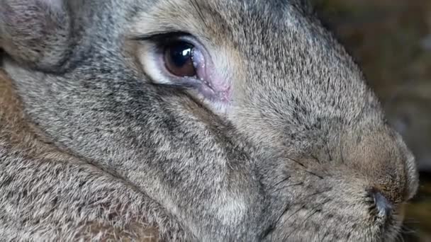 Video Clip Los Ojos Conejo Animal Vídeo Macro Cerca Disparo — Vídeos de Stock