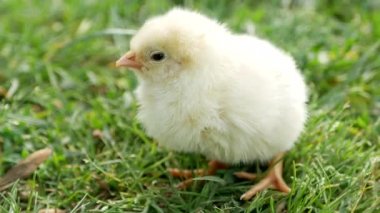 Küçük tavuk çimlerin üzerinde, sarı tavuk