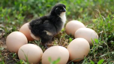 Çiftlikteki tavuk kümesinde güzel siyah tavuk tasarım için doğal bir arka planda.