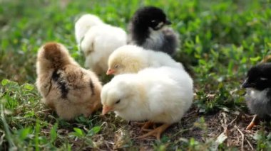 Yeni doğmuş küçük bir tavuk çiftlikteki yeşil çimlerde yürüyor..