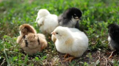 Yeni doğmuş küçük bir tavuk çiftlikteki yeşil çimlerde yürüyor..