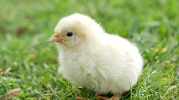 Маленькая Курица Зеленый Горошек Желтая Курица Траве Разведение Маленьких Цыплят — стоковое видео