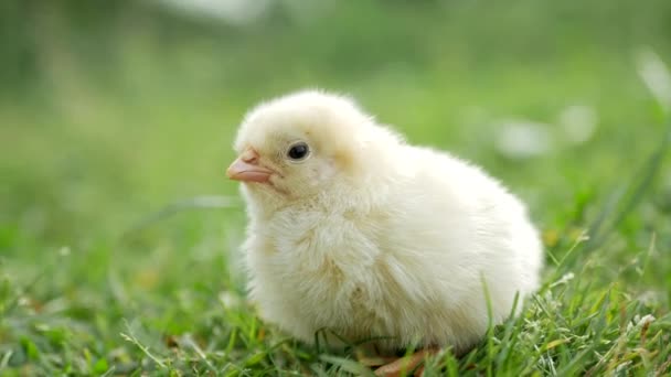 Een Zonnige Dag Kleine Gele Kuikens Zitten Het Gras Achtergrond — Stockvideo