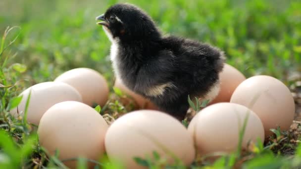 Petit Poulet Noir Oeuf Évolution Poulet — Video