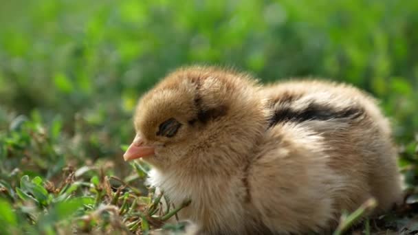 Young Chick Grass — Stock Video