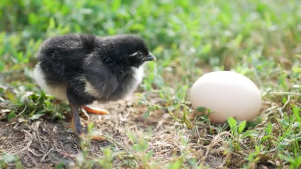 Pollo Pequeño Con Huevo — Vídeo de stock