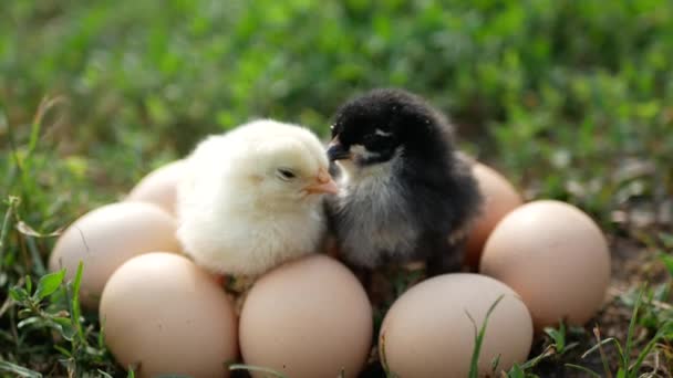 Pollos Pequeños Huevo Hierba Vídeo — Vídeos de Stock