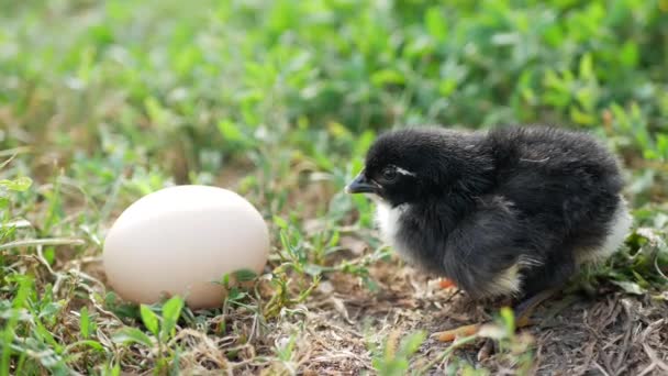Küçük Tavuk Yakın Plan Çimlerin Üzerinde Sarı Tavuk Küçük Tavuklar — Stok video