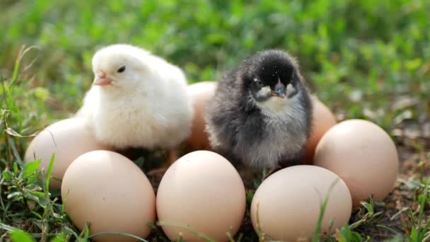 小鸡鸡和鸡蛋在草地上 4K视频 — 图库视频影像