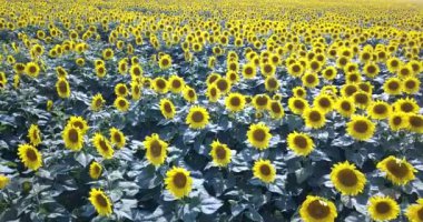 Organik ayçiçekleri büyük bir plantasyonda yetişir. Yazın büyük panoramik ayçiçeği manzarası. Mavi gökyüzünün altındaki bir tarlada uzun sarı ayçiçekleri.