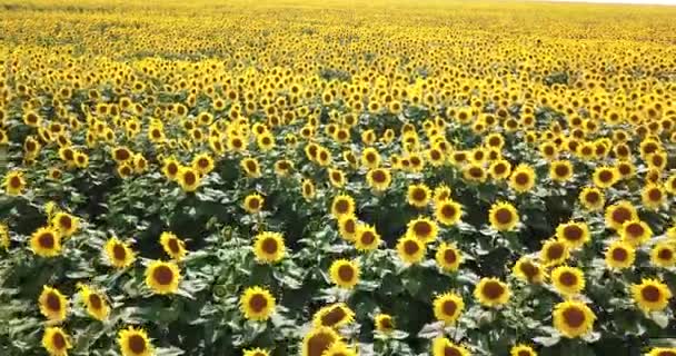 Vista Aérea Sobrevoando Campo Com Girassóis Dia Claro Verão — Vídeo de Stock