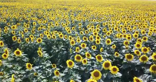Les tournesols biologiques poussent sur une grande plantation, avec de superbes vues panoramiques sur les tournesols en été. De longues rangées de beaux tournesols jaunes dans un champ sous un ciel bleu
