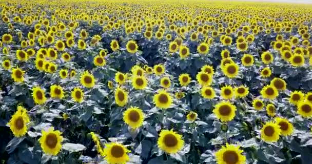 Girassóis Orgânicos Estão Crescendo Plantação Grande Noite Verão Campo Panorâmico — Vídeo de Stock