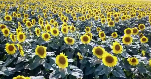 Aerial View Flying Field Sunflowers Clear Summer Day — Stock Video