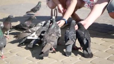 Tavşan çifti koç, büyük gri tavşan, yaşlı tavşan.