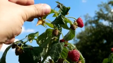 Erkek, ormanda ahududu topluyor.