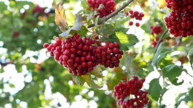 Bu ağacın adı Sweet viburnum. Bilimsel adı Viburnum odoratissimum,Viburnum odoratissimum var. awabuki. Kırmızı meyveler büyüyor.