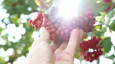 Yeşil çim arka plan üzerinde kafkas kadın elinde yakın çekim Viburnum opulus meyve