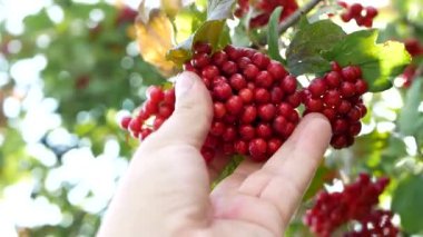 Güneşin sonbahar ışınlarındaki viburnum demetleri. Kırmızı, olgun, sağlıklı meyveler. Ağaç viburyumunun sarı ve yeşil yaprakları. Güneşli sonbahar günü.