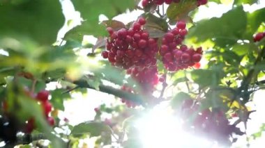 Bu ağacın adı Sweet viburnum. Bilimsel adı Viburnum odoratissimum,Viburnum odoratissimum var. awabuki. Kırmızı meyveler büyüyor.