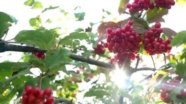 Bu ağacın adı Sweet viburnum. Bilimsel adı Viburnum odoratissimum,Viburnum odoratissimum var. awabuki. Kırmızı meyveler büyüyor.