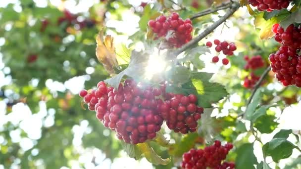 De trossen van Viburnum in de herfst stralen van de zon. De rode, rijpe, gezonde bessen. De gele en groene bladeren van boom Viburnum. Zonnige herfst dag. Het Viburnum blad en de bessen achtergrond. — Stockvideo