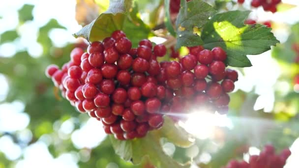 A neve ennek a fának édes Viburnum. Tudományos neve Viburnum odoratissimum, Viburnum odoratissimum var. awabuki. Vörös gyümölcsök nőnek. — Stock videók