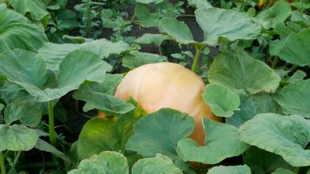 Calabaza joven creciendo en el jardín exterior — Vídeos de Stock