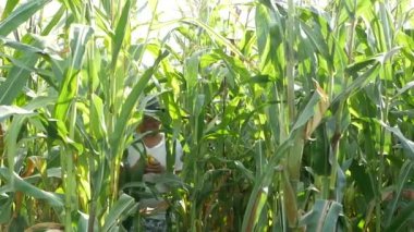 Çiftçi ya da yeşil mısır bitkileri alanında, yaz başı tarımda inceleyerek ziraat mühendisi