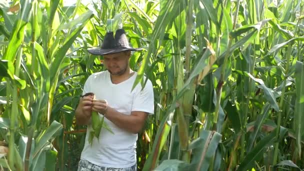 Agricultor o agrónomo examinando plantas de maíz verde en el campo, agricultura a principios de verano — Vídeos de Stock