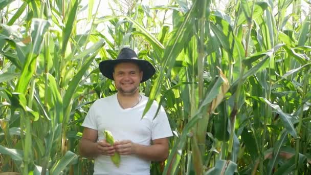 Agricultor o agrónomo examinando plantas de maíz verde en el campo, agricultura a principios de verano — Vídeos de Stock
