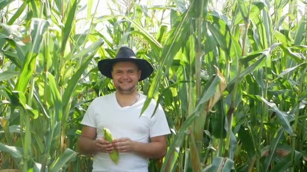 Agriculteur ou agronome examinant les plants de maïs vert dans les champs, l'agriculture au début de l'été — Video