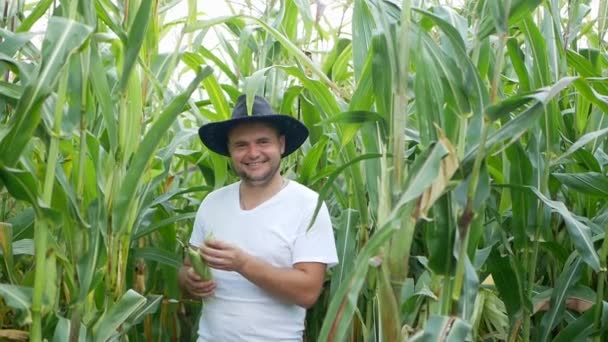 Boer of landbouwingenieur behandeling van groene maïs planten in veld, landbouw in de vroege zomer — Stockvideo