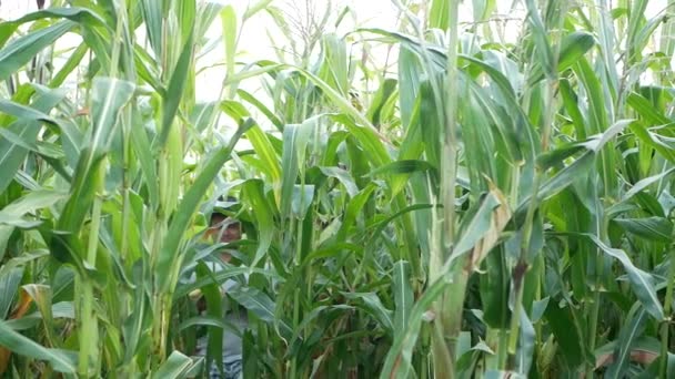 Agricultor ou agrônomo examinando plantas de milho verde no campo, agricultura no início do verão — Vídeo de Stock