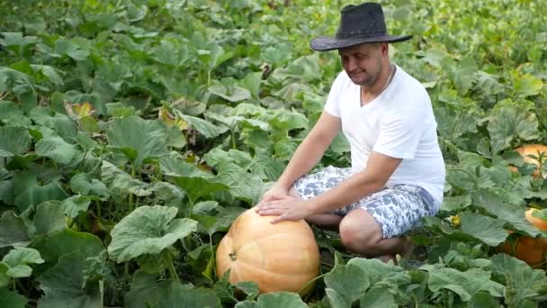 Loppersum, terras baixas, 9 de outubro de 2017: agricultores colhem abóboras orgânicas em campo nas terras baixas na província de groningen perto de loppersum — Vídeo de Stock