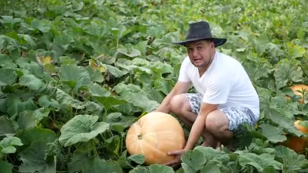 Loppersum, Niederlande, 9. Oktober 2017: Bauern ernten Bio-Kürbisse auf einem Feld im niedersächsischen Groningen bei Loppersum — Stockvideo