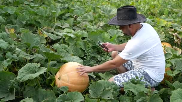 Loppersum, Pays-Bas, 9 octobre 2017 : les agriculteurs récoltent des citrouilles biologiques sur le terrain dans les Pays-Bas dans la province de groningue près de loppersum — Video