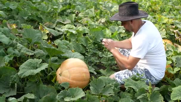 Loppersum, Países Bajos, 9 de octubre de 2017: los agricultores cosechan calabazas orgánicas en el campo en los Países Bajos en la provincia de groningen, cerca de loppersum — Vídeo de stock