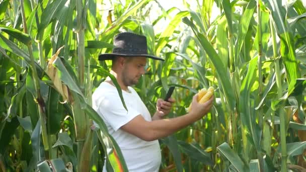 Joven agricultor feliz y sonriente con el pulgar hacia arriba, de pie en el campo de maíz verde . — Vídeos de Stock