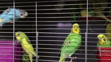 Dalgalı papağanlar bir kafesteki tüneğe oturur, yakın plan