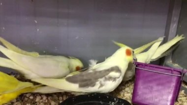 Evcil papağanlar, kafesteki kuşlar. Yeşil ve sarı papağanlar. Kuş sesleri ve ev papağanları.....